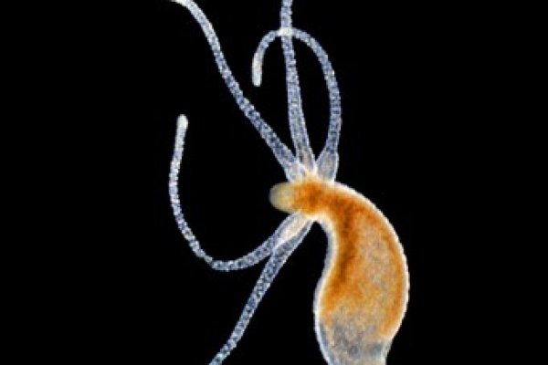 Войти в кракен вход магазин